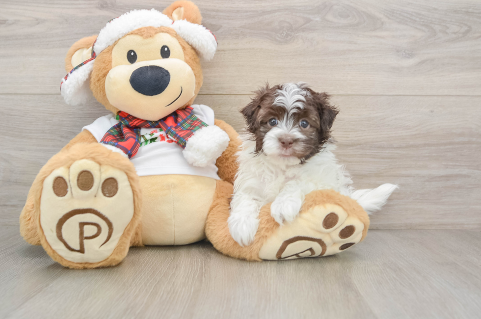 6 week old Havanese Puppy For Sale - Windy City Pups
