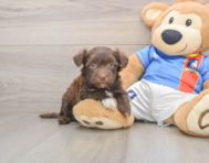 6 week old Havanese Puppy For Sale - Windy City Pups