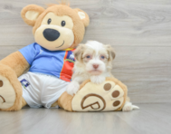 8 week old Havanese Puppy For Sale - Windy City Pups