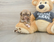 6 week old Havanese Puppy For Sale - Windy City Pups