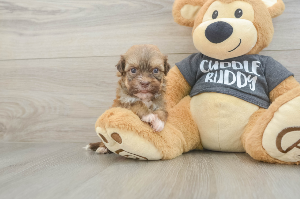 5 week old Havanese Puppy For Sale - Windy City Pups