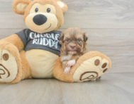 7 week old Havanese Puppy For Sale - Windy City Pups