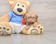 7 week old Havanese Puppy For Sale - Windy City Pups