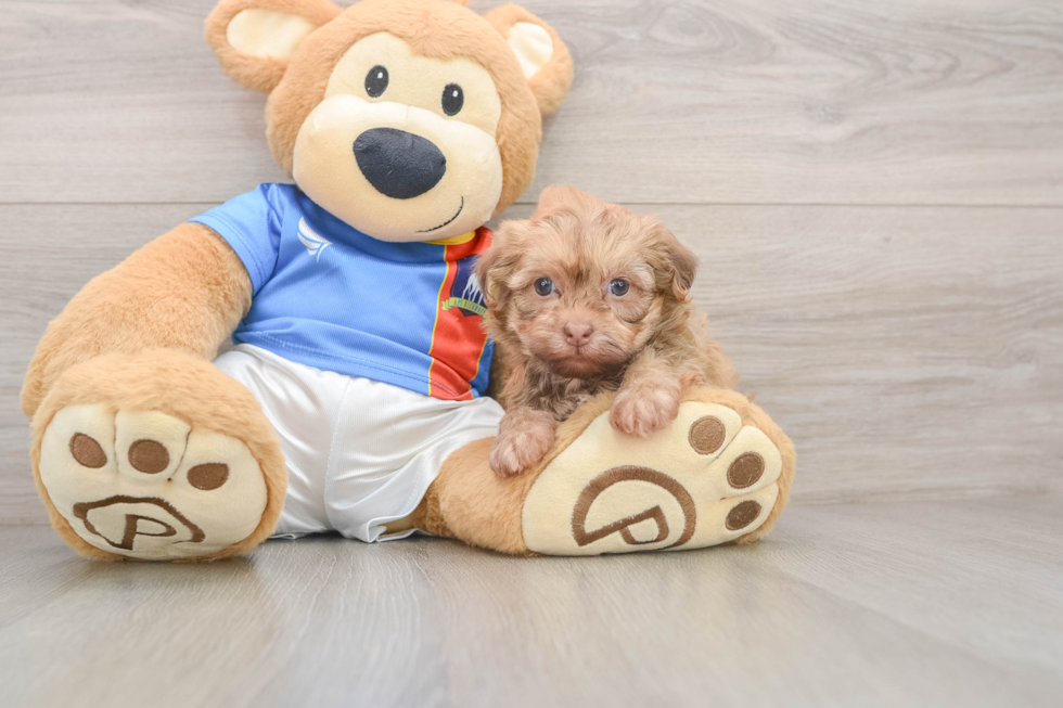 Havanese Pup Being Cute