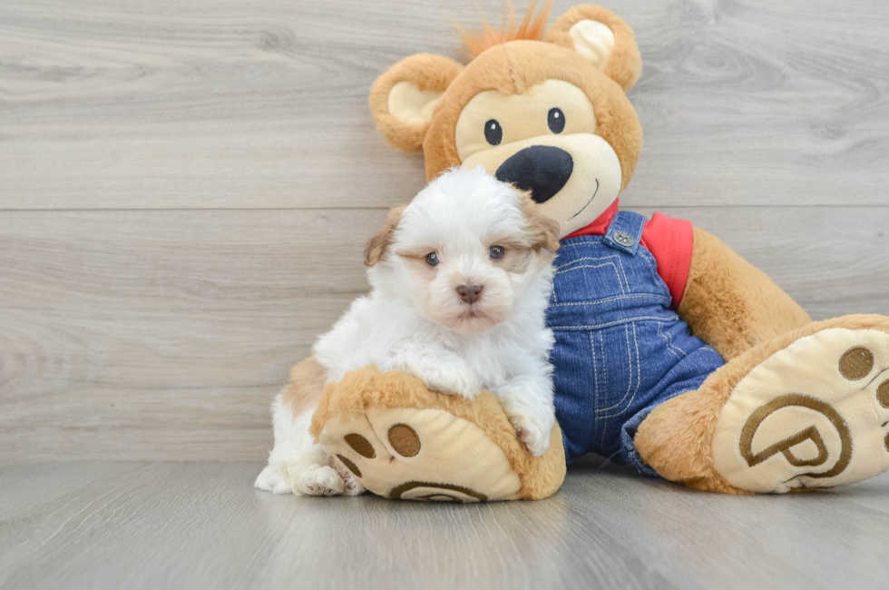 5 week old Havanese Puppy For Sale - Windy City Pups