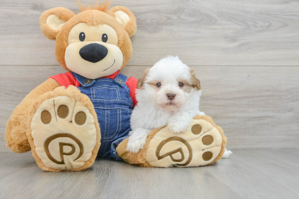 Happy Bichon Havanes Purebred Puppy