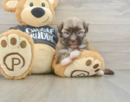 5 week old Havanese Puppy For Sale - Windy City Pups