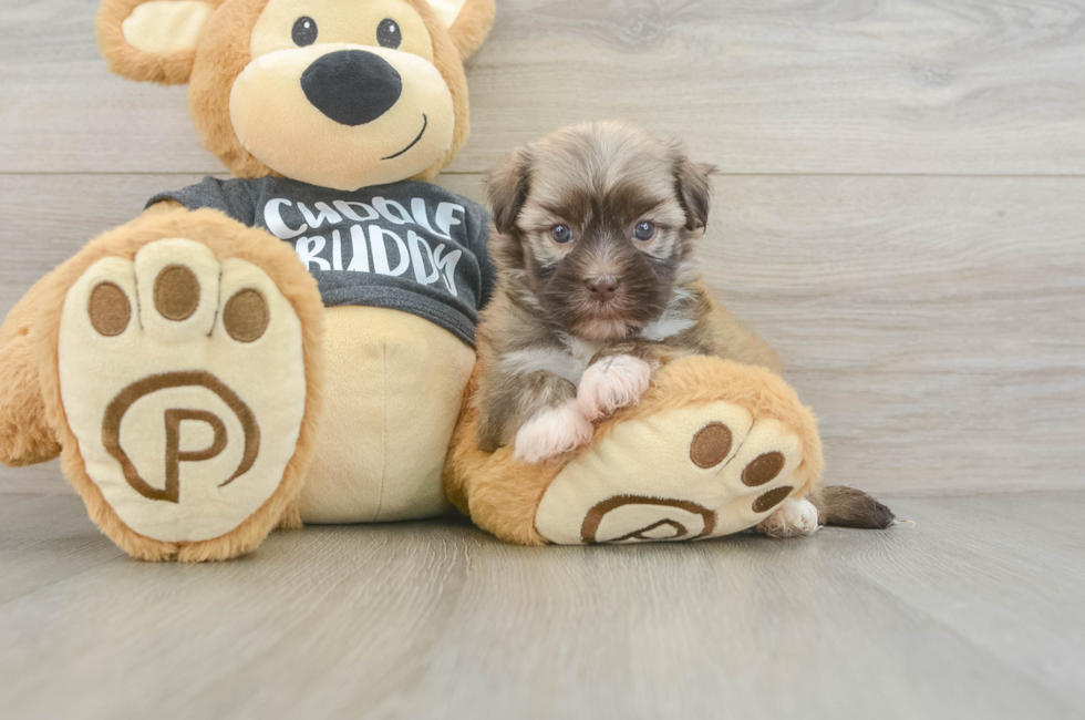 5 week old Havanese Puppy For Sale - Windy City Pups