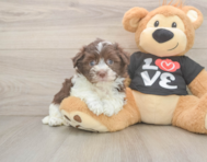 5 week old Havanese Puppy For Sale - Windy City Pups