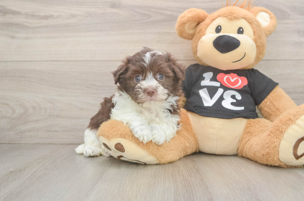 6 week old Havanese Puppy For Sale - Windy City Pups