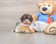 7 week old Havanese Puppy For Sale - Windy City Pups