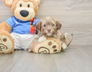 6 week old Havanese Puppy For Sale - Windy City Pups