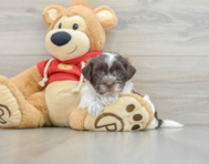 5 week old Havanese Puppy For Sale - Windy City Pups