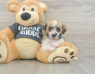 6 week old Havanese Puppy For Sale - Windy City Pups