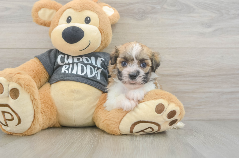 5 week old Havanese Puppy For Sale - Windy City Pups