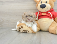 5 week old Havanese Puppy For Sale - Windy City Pups