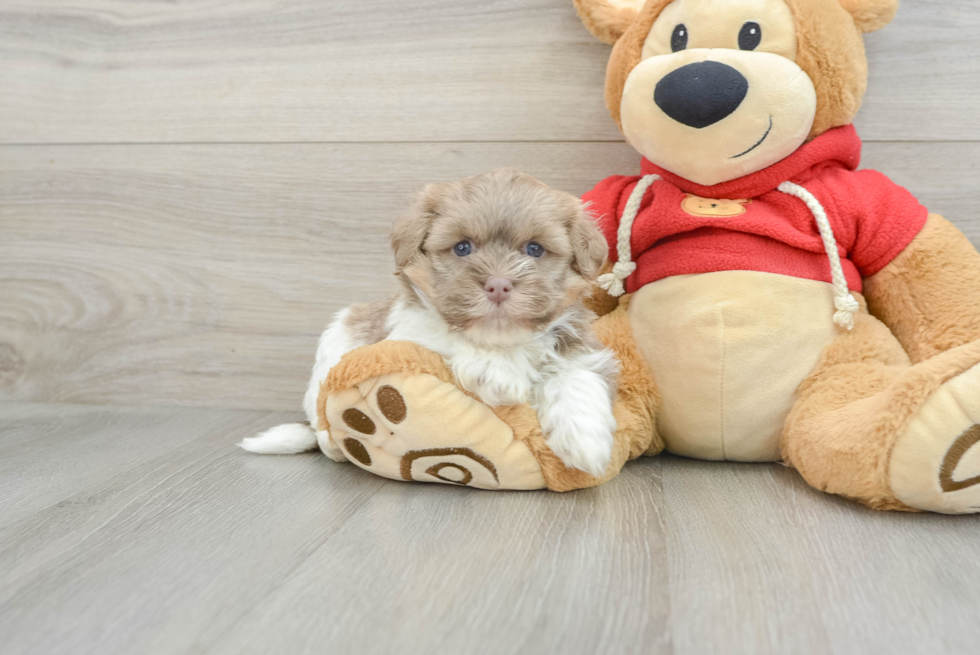 Small Havanese Baby