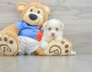 8 week old Havanese Puppy For Sale - Windy City Pups