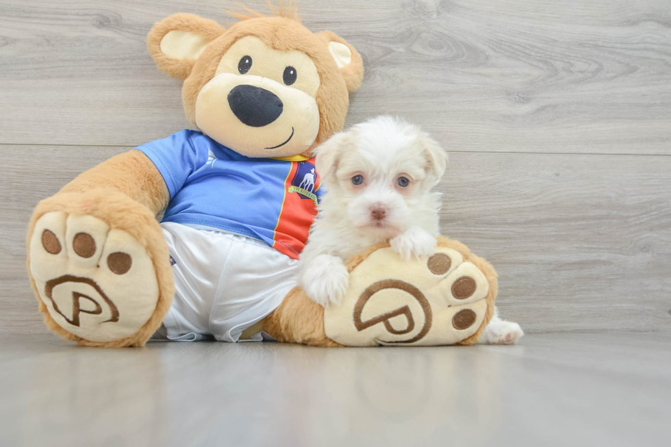 Havanese Pup Being Cute