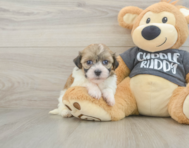 6 week old Havanese Puppy For Sale - Windy City Pups