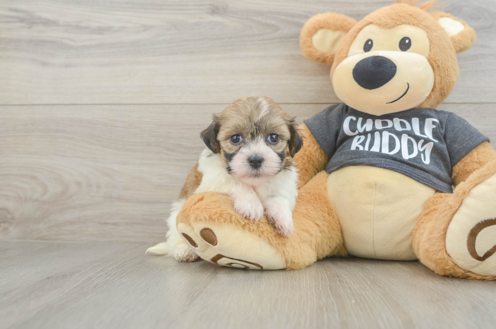 5 week old Havanese Puppy For Sale - Windy City Pups
