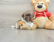 6 week old Havanese Puppy For Sale - Windy City Pups