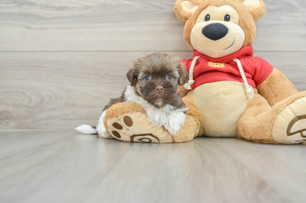 7 week old Havanese Puppy For Sale - Windy City Pups