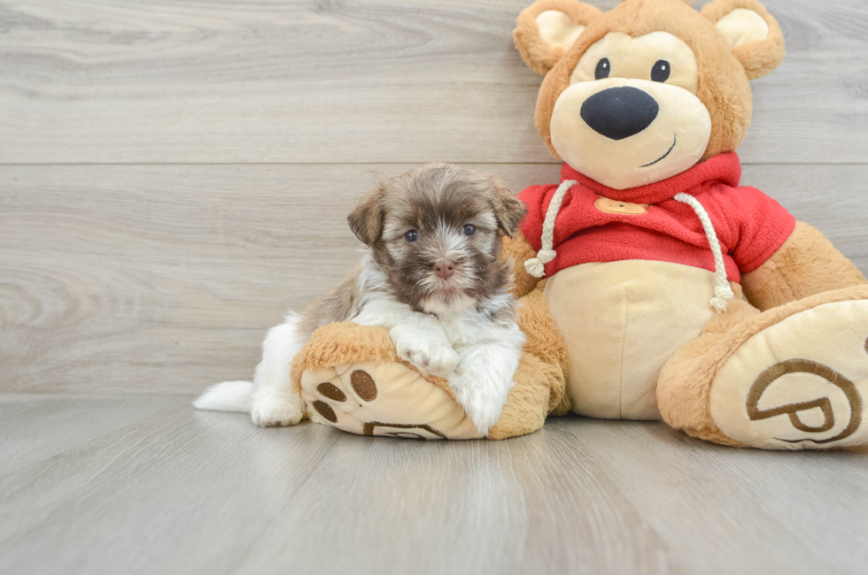 5 week old Havanese Puppy For Sale - Windy City Pups