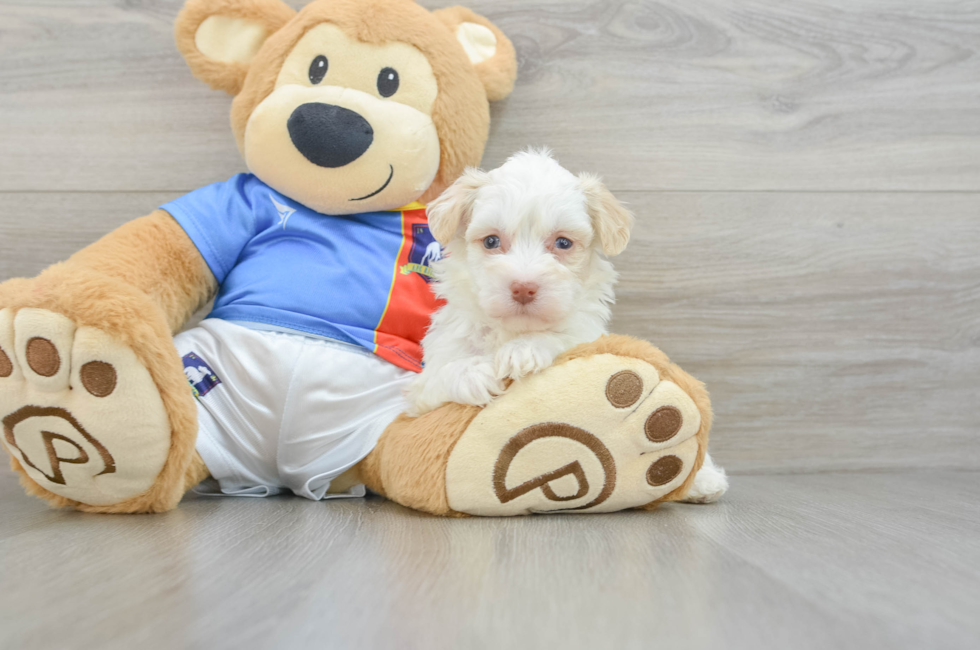 6 week old Havanese Puppy For Sale - Windy City Pups