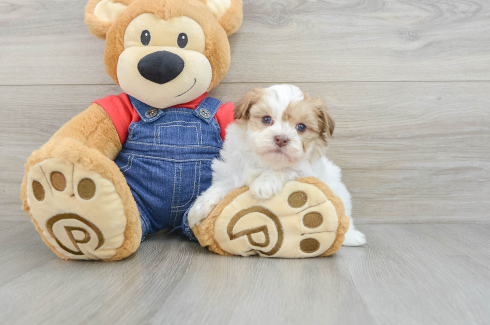 5 week old Havanese Puppy For Sale - Windy City Pups