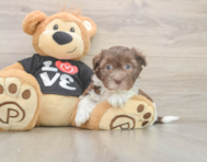 5 week old Havanese Puppy For Sale - Windy City Pups