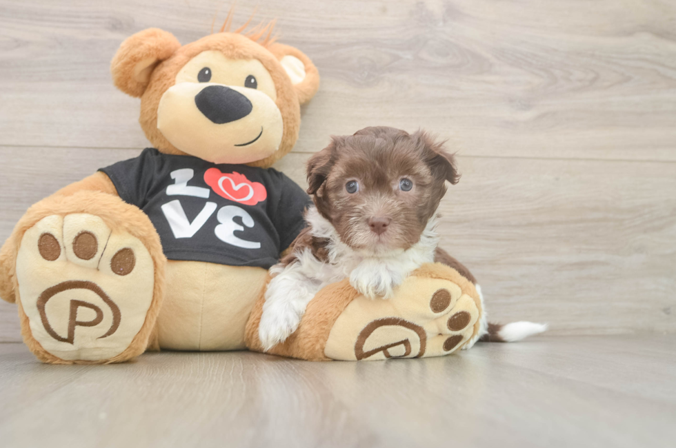 6 week old Havanese Puppy For Sale - Windy City Pups
