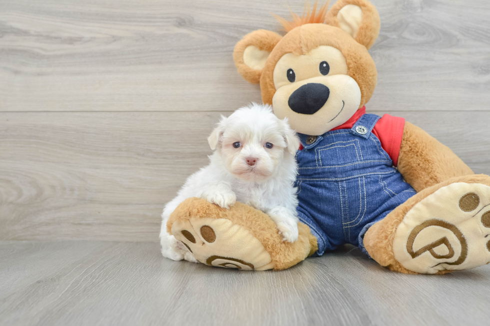 Funny Havanese Baby