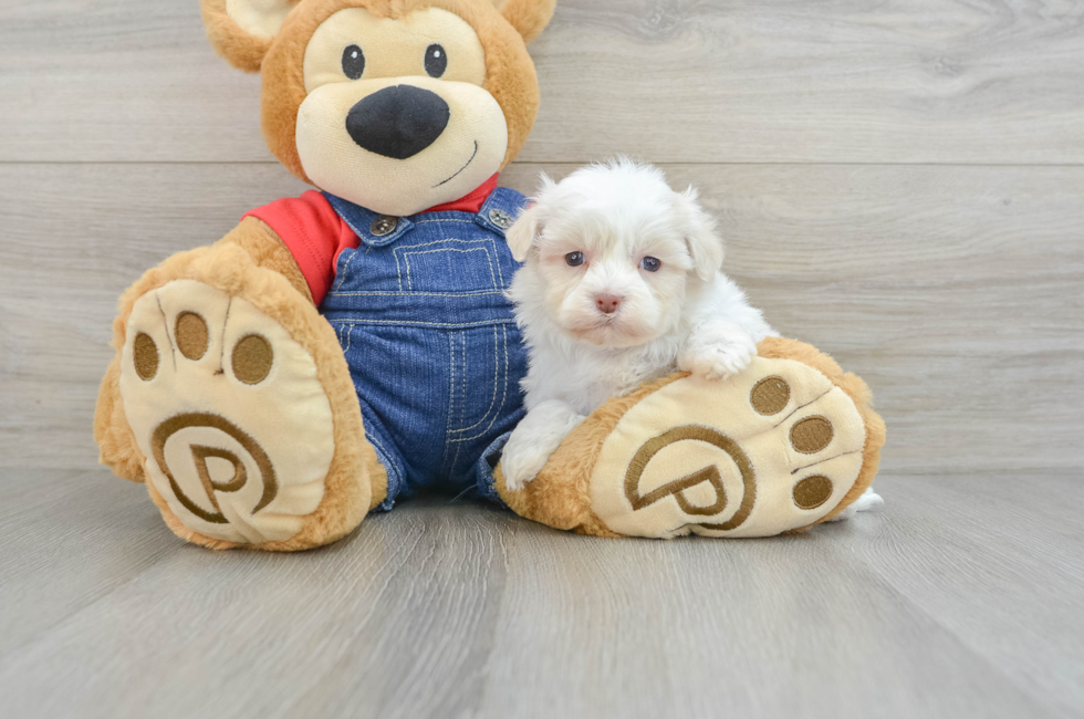 5 week old Havanese Puppy For Sale - Windy City Pups