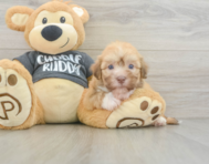 5 week old Havanese Puppy For Sale - Windy City Pups