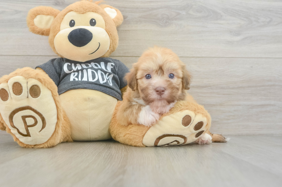 5 week old Havanese Puppy For Sale - Windy City Pups