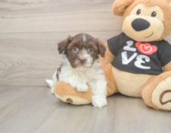 5 week old Havanese Puppy For Sale - Windy City Pups