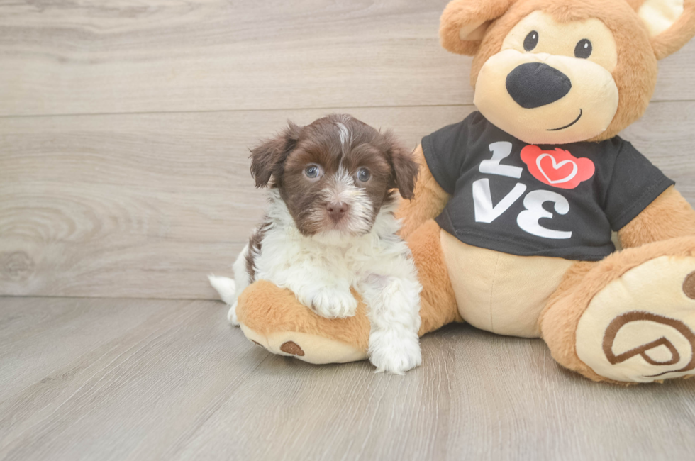 6 week old Havanese Puppy For Sale - Windy City Pups