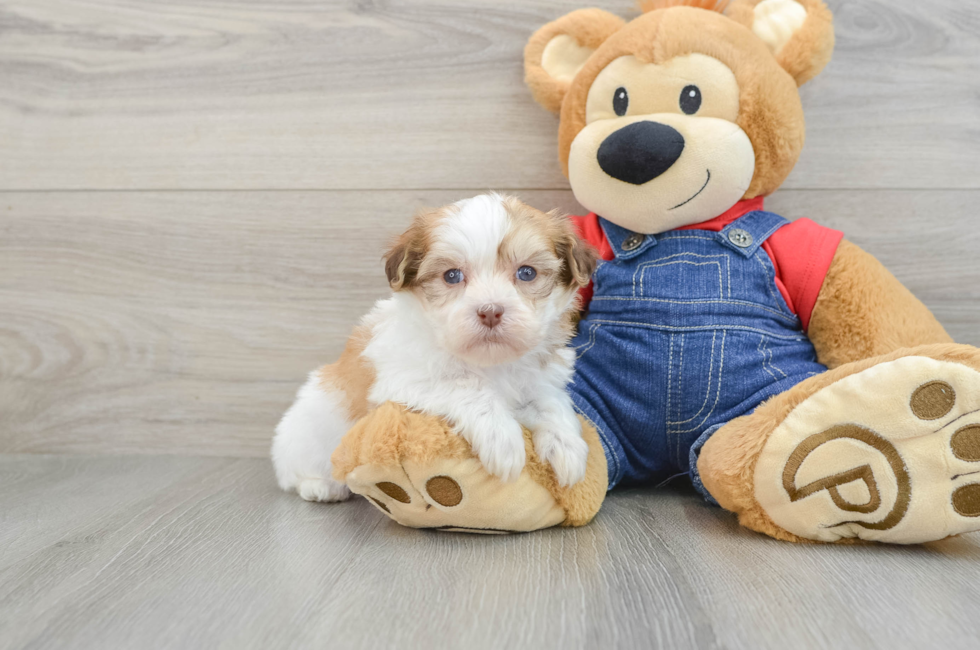 5 week old Havanese Puppy For Sale - Windy City Pups