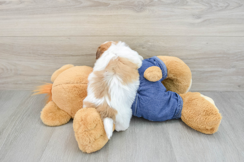 Havanese Pup Being Cute