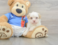 7 week old Havanese Puppy For Sale - Windy City Pups