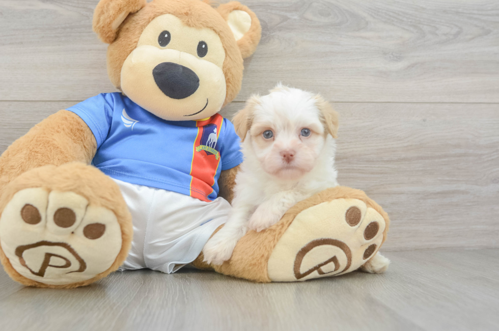 5 week old Havanese Puppy For Sale - Windy City Pups