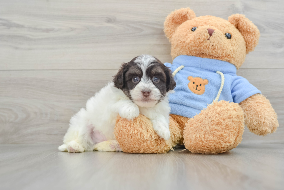 Playful Havanese Purebred Pup