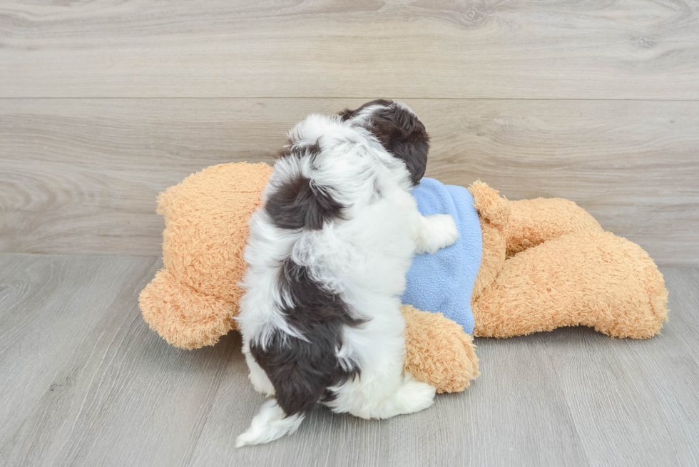 Cute Bichon Havanes Purebred Puppy