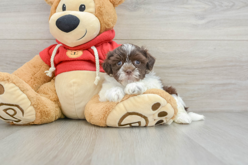 Hypoallergenic Havanese Purebred Pup