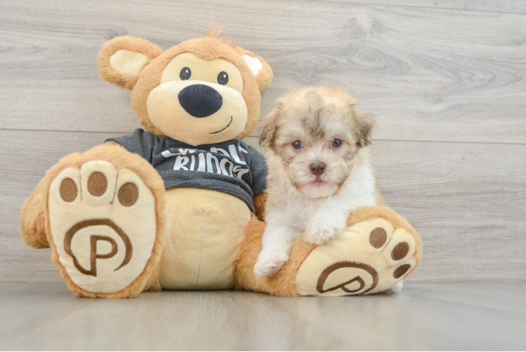Havanese Pup Being Cute