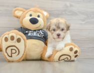 8 week old Havanese Puppy For Sale - Windy City Pups