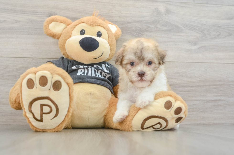 6 week old Havanese Puppy For Sale - Windy City Pups