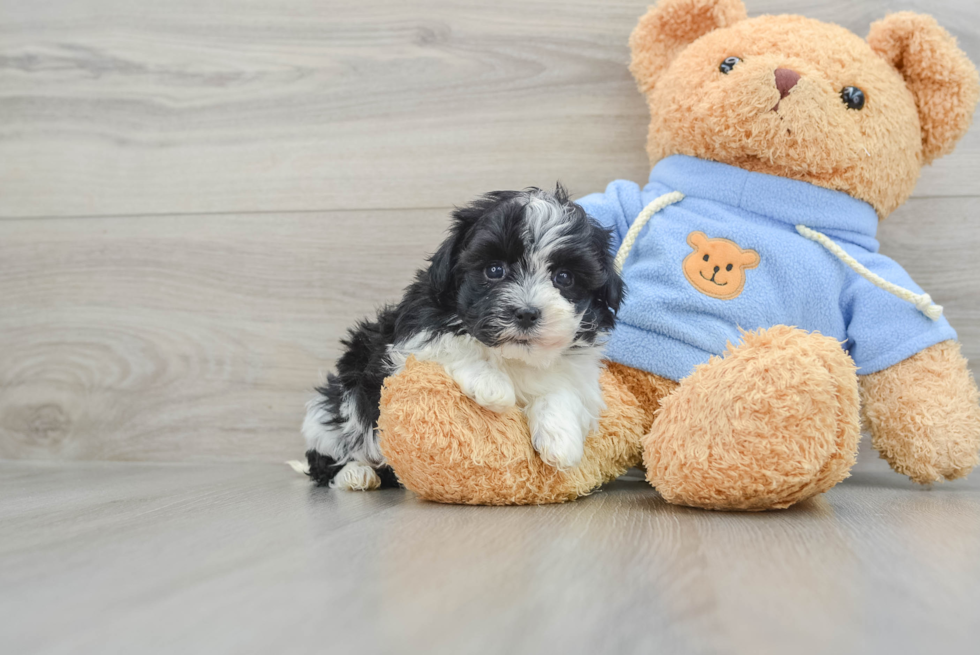 Little Havanese Purebred Pup