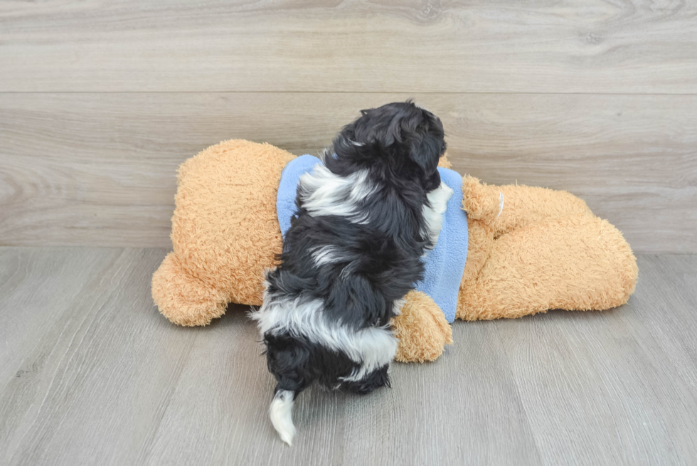 Havanese Pup Being Cute